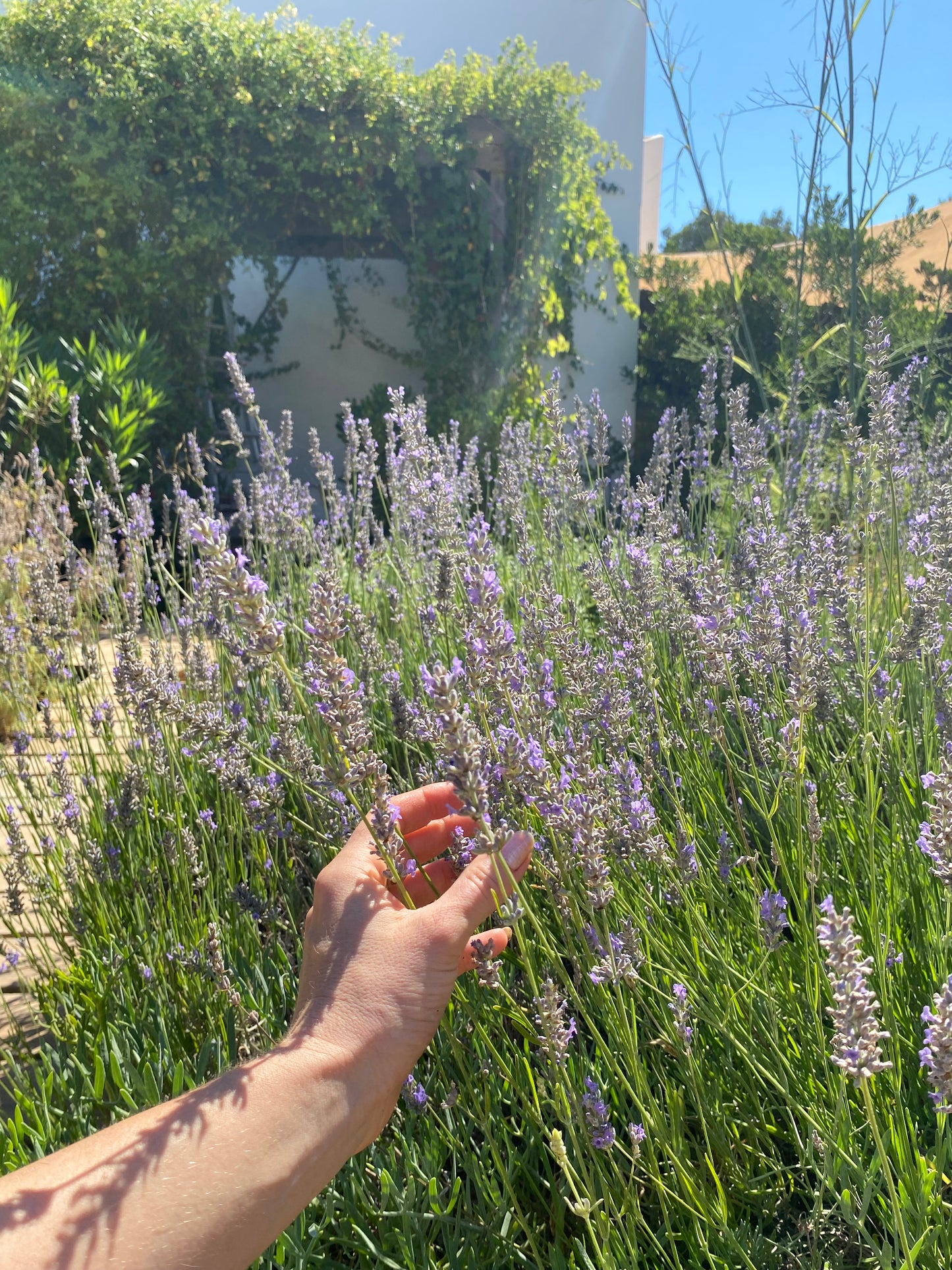 IBIZA grown LAVENDER Organic hydrosol 100 ml.