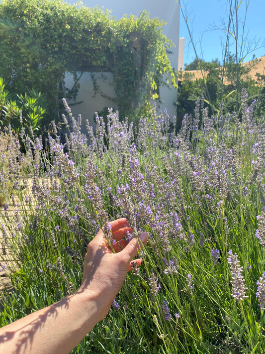 IBIZA grown LAVENDER Organic hydrosol 100 ml.