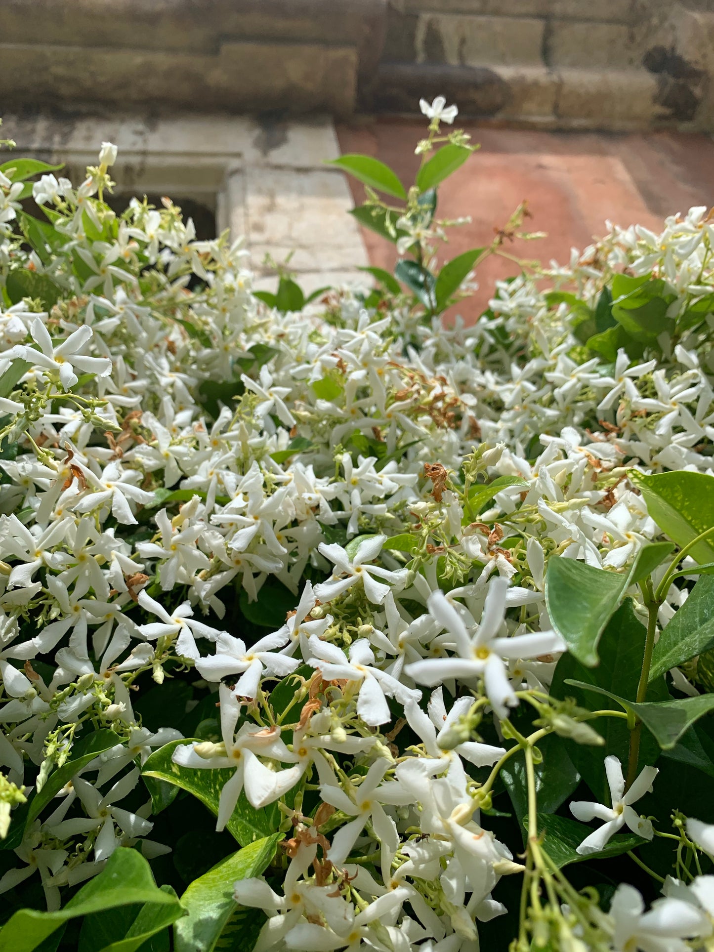 NIGHT OUT | NIGHT FLOWER by Rasa Gundersen, perfume oil 50 ml.