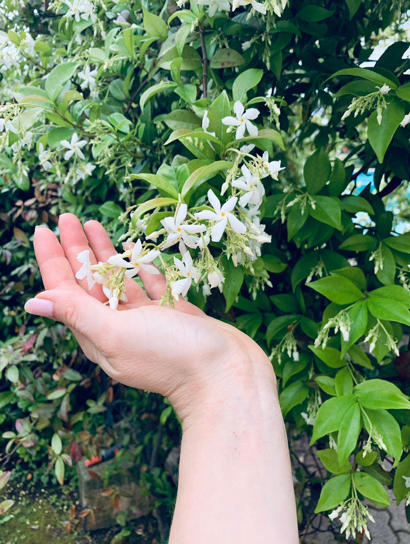 NIGHT OUT | NIGHT FLOWER by Rasa Gundersen, perfume oil 50 ml.