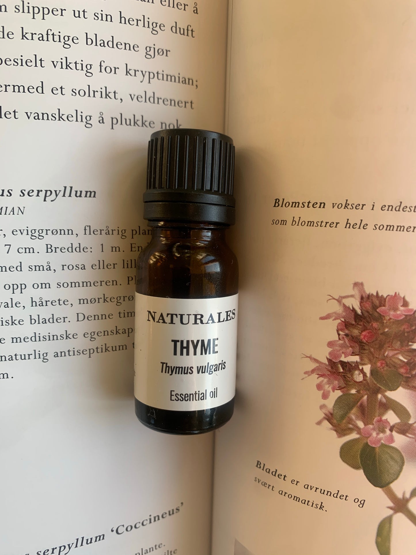 THYME Thymus vulgaris 10 ml. (Croatia)