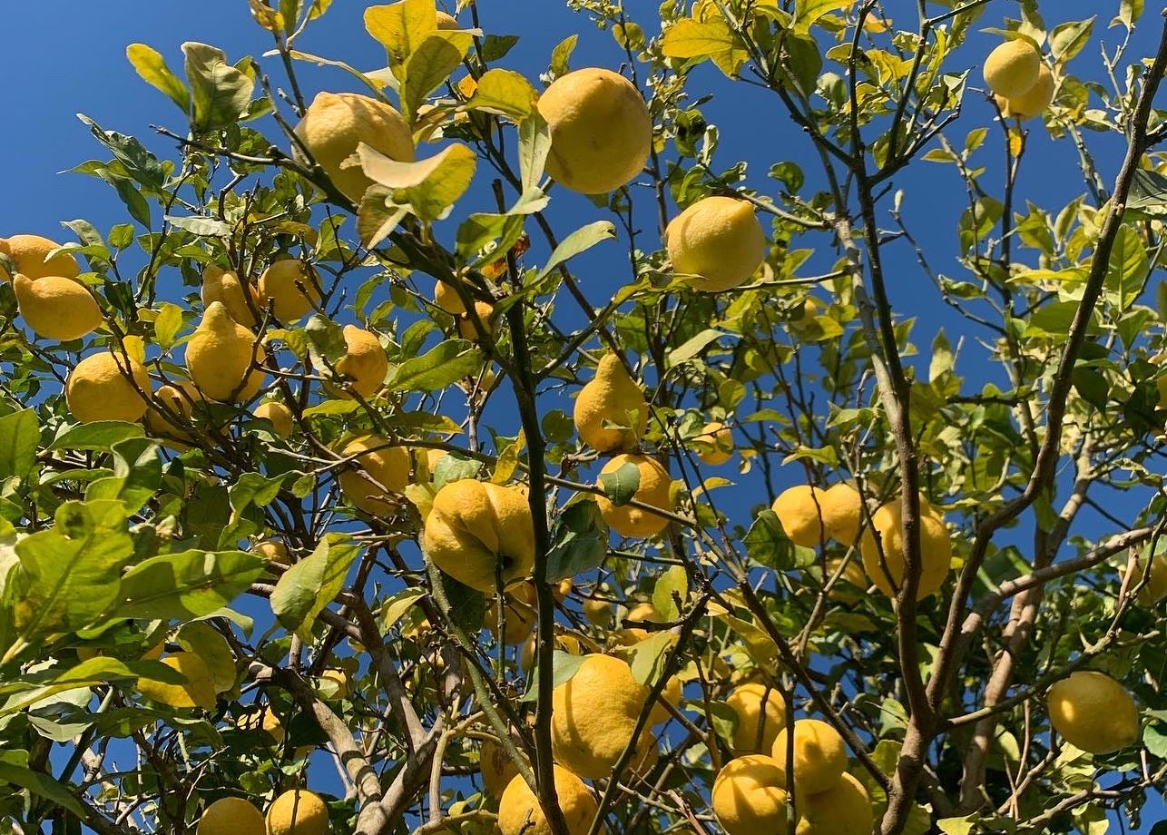 DEW Serum perfume / Natural perfume / Roll On Eau de Parfum 10 ml.