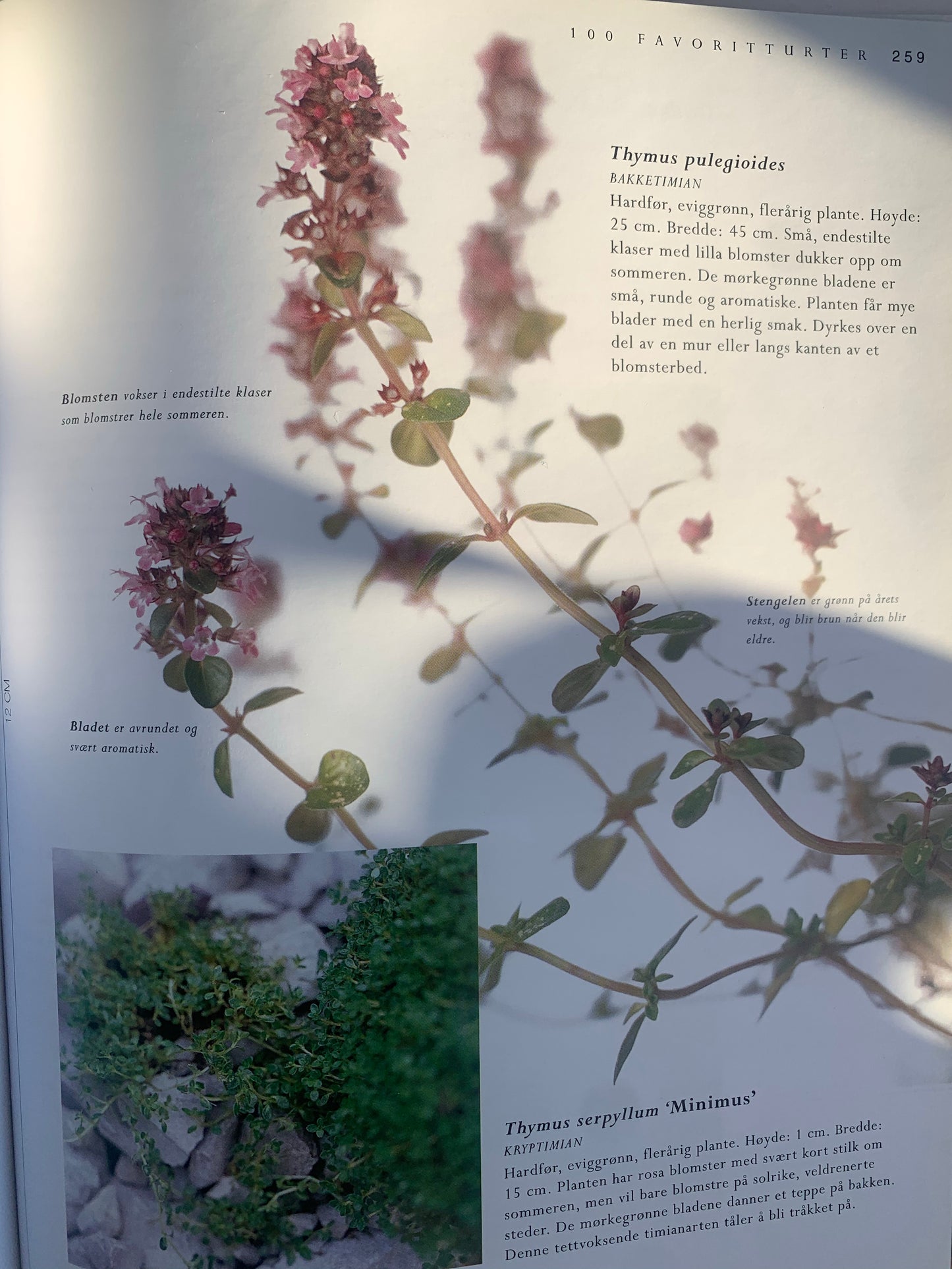 THYME Thymus vulgaris 10 ml. (Croatia)