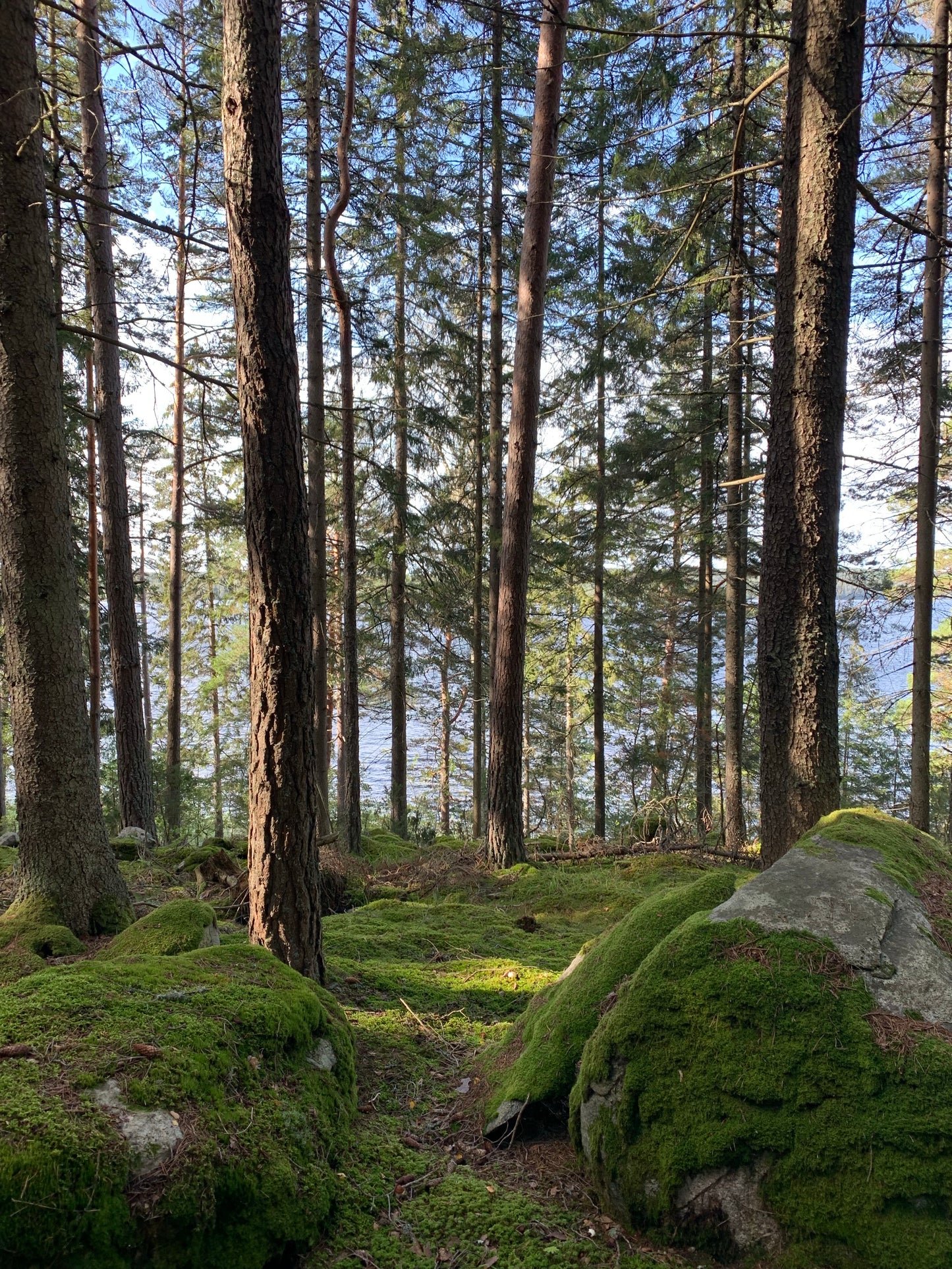 DEEP SKOG The Well Relax blend 10 ml.