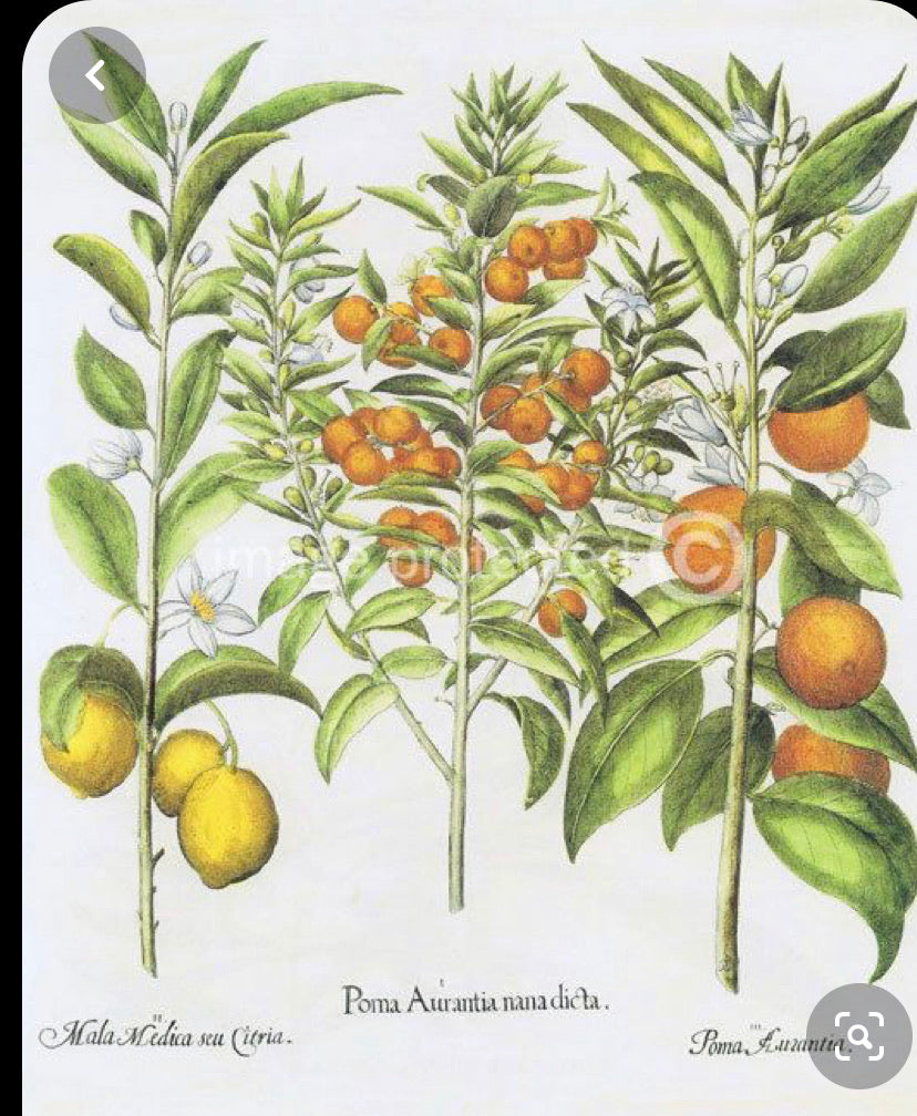 TROPICAL GARDEN The Well relax blend 10 ml