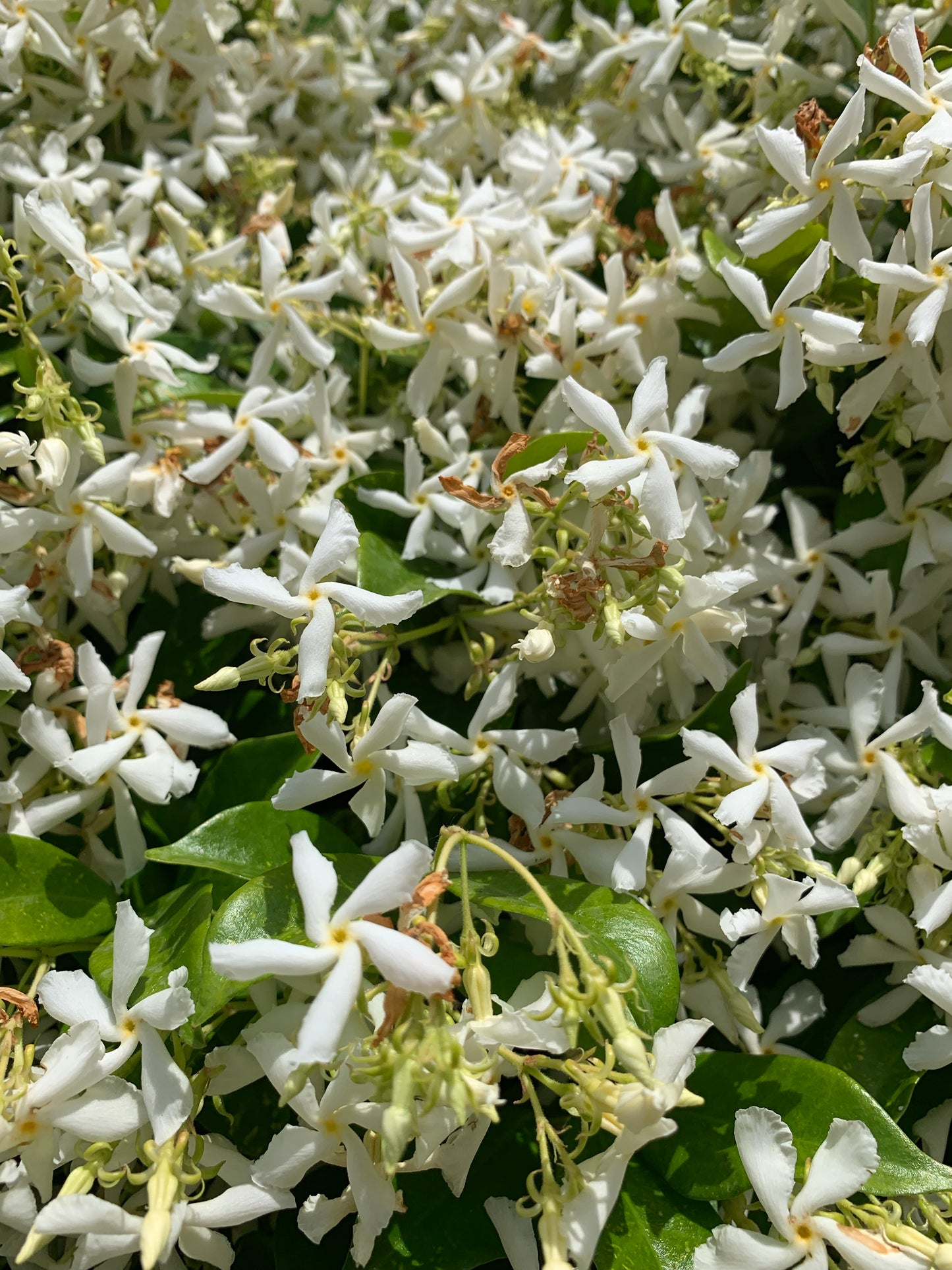 NIGHT FLOWER 100% Natural origin serum stainless steel roll on 10 ml.