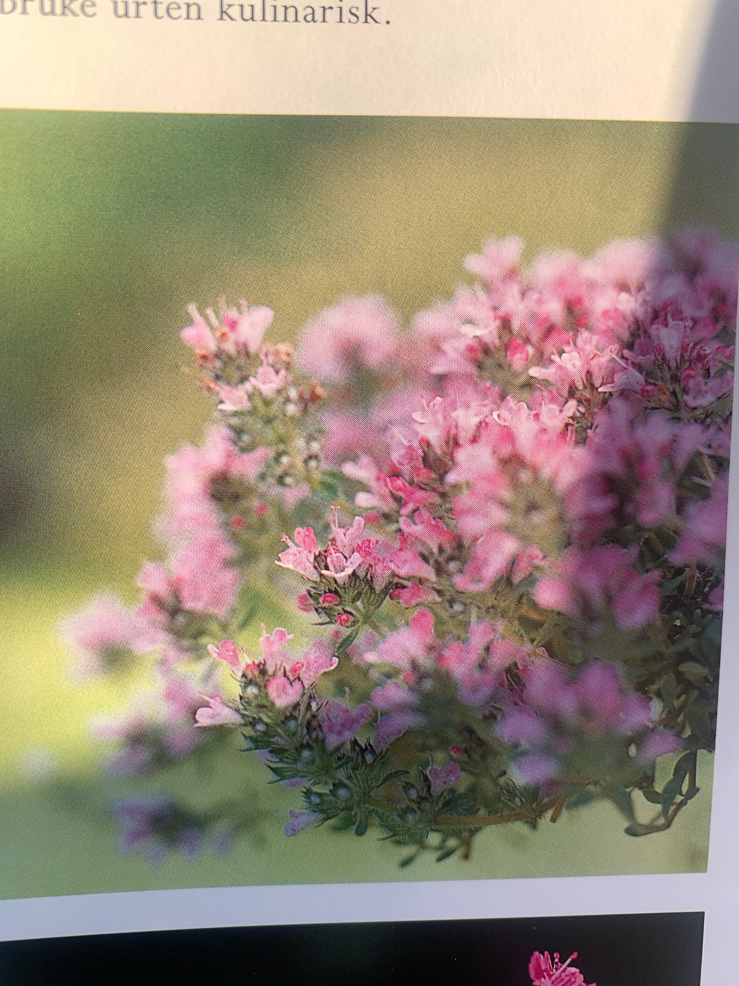 THYME Thymus vulgaris 10 ml. (Croatia)