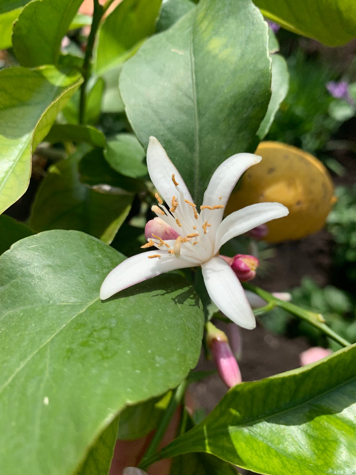 NEROLI Citrus aurantium essential oil 2.5 ml.