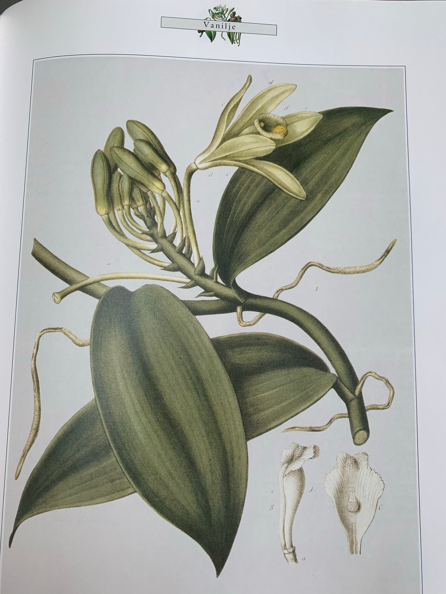 NIGHT FLOWER 100% Natural origin serum stainless steel roll on 10 ml.