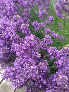 LAVENDER Lavendula angustifolia AOP 5 ml.