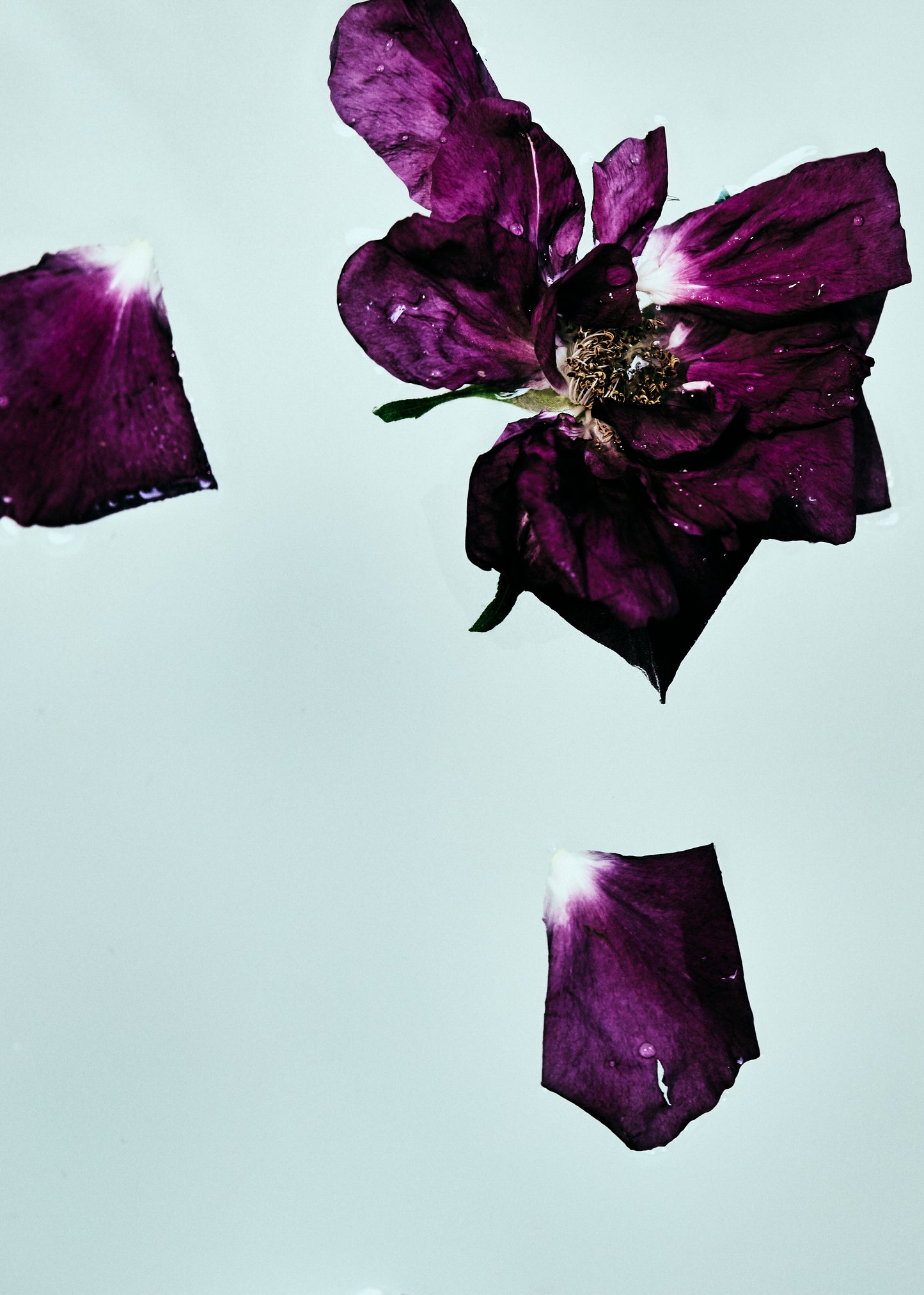 BLUSH Rose Incense Eau de Parfum 50 ml.