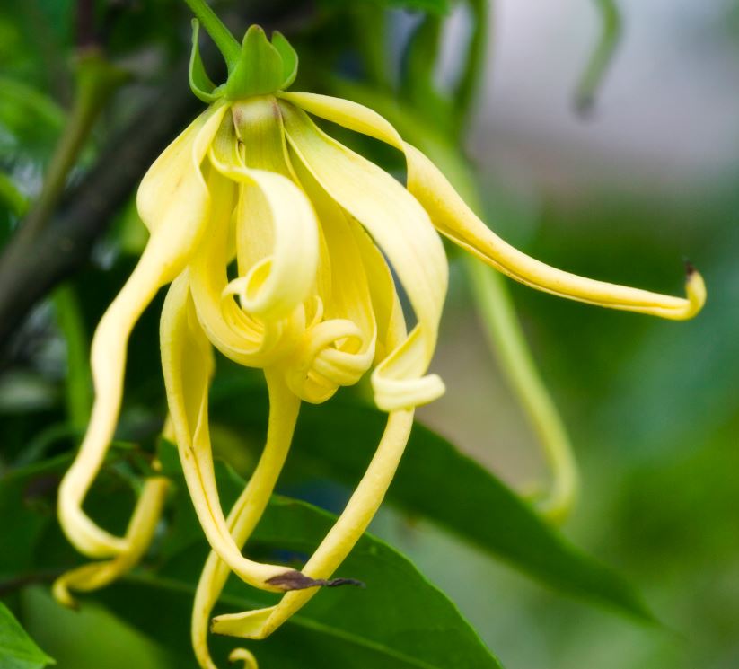 YLANG YLANG Cananga odorata 5 ml.