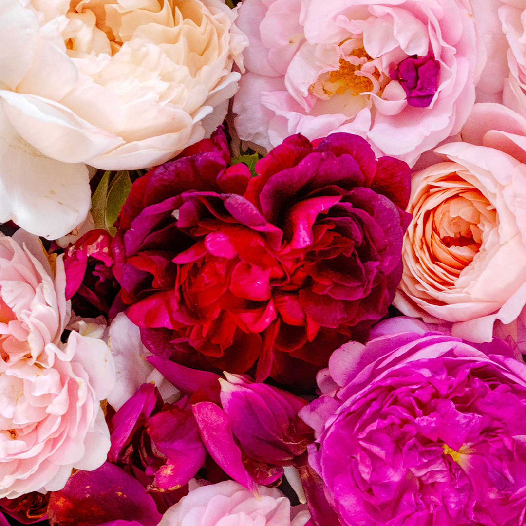 Rose ABSOLUTE / Rosa damascena 2.5 ml.