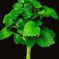MELISSA / LEMON BALM / Melissa officinalis 2.5 ml.