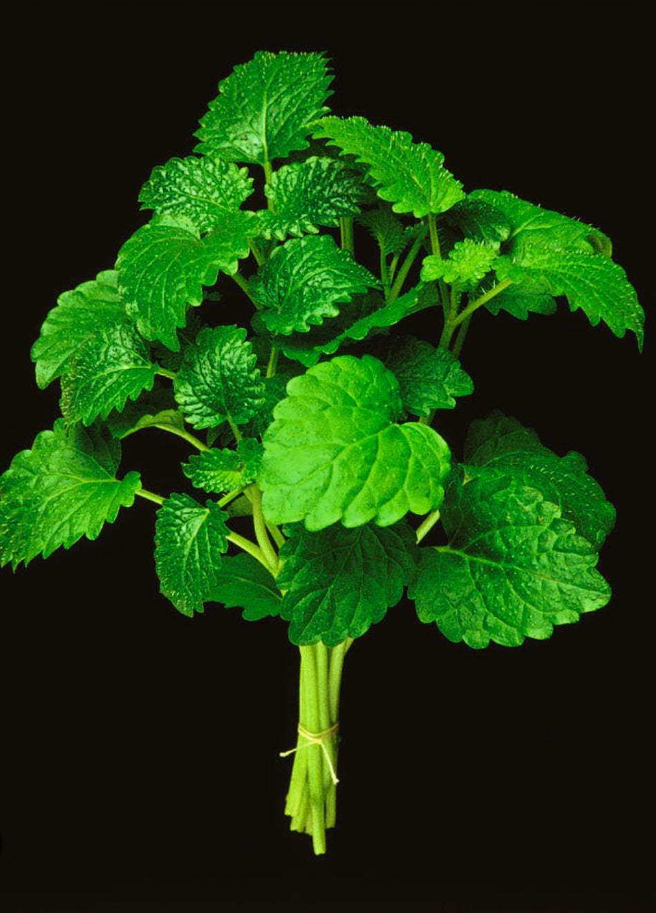MELISSA / LEMON BALM / Melissa officinalis 2.5 ml.
