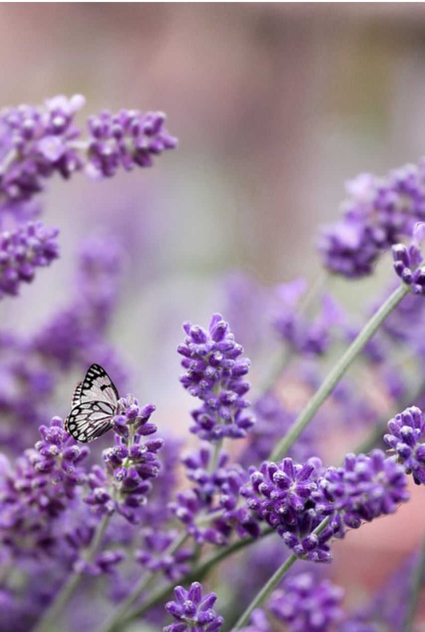 LAVENDEL Lavandula angustifolia 10 ml.