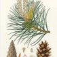 RISE Essential oil blend 10 ml.