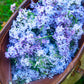 Lillac ABSOLUTE Syringa vulgaris 100 % natural 2 ml.