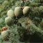 CEDARWOOD Cedrus atlantica 10 ml.