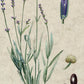 LAVENDEL Lavandula angustifolia 10 ml.