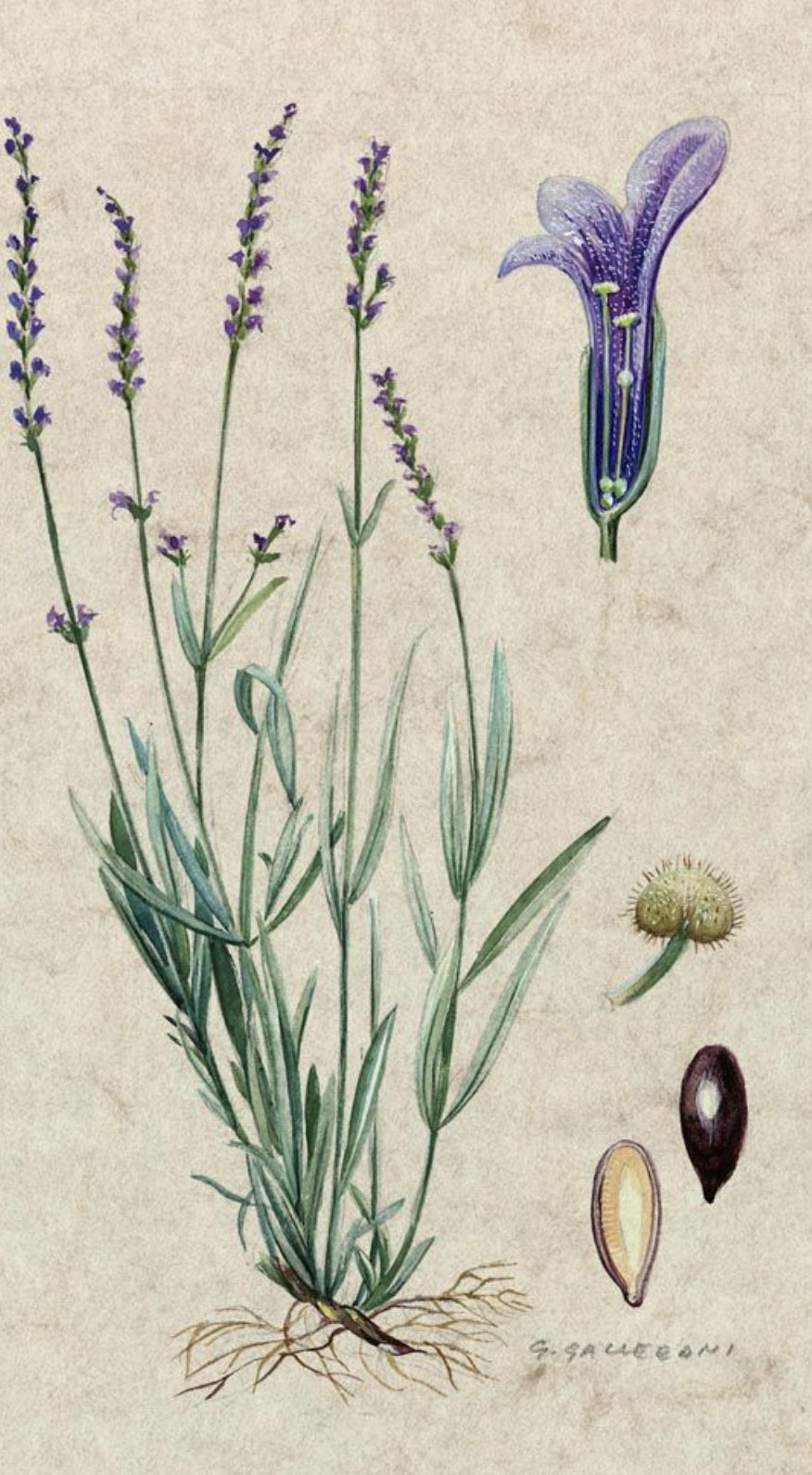 LAVENDEL Lavandula angustifolia 10 ml.