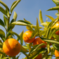 ORANGE Citrus sinensis 10 ml.