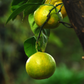 ORANGE Citrus sinensis 10 ml.
