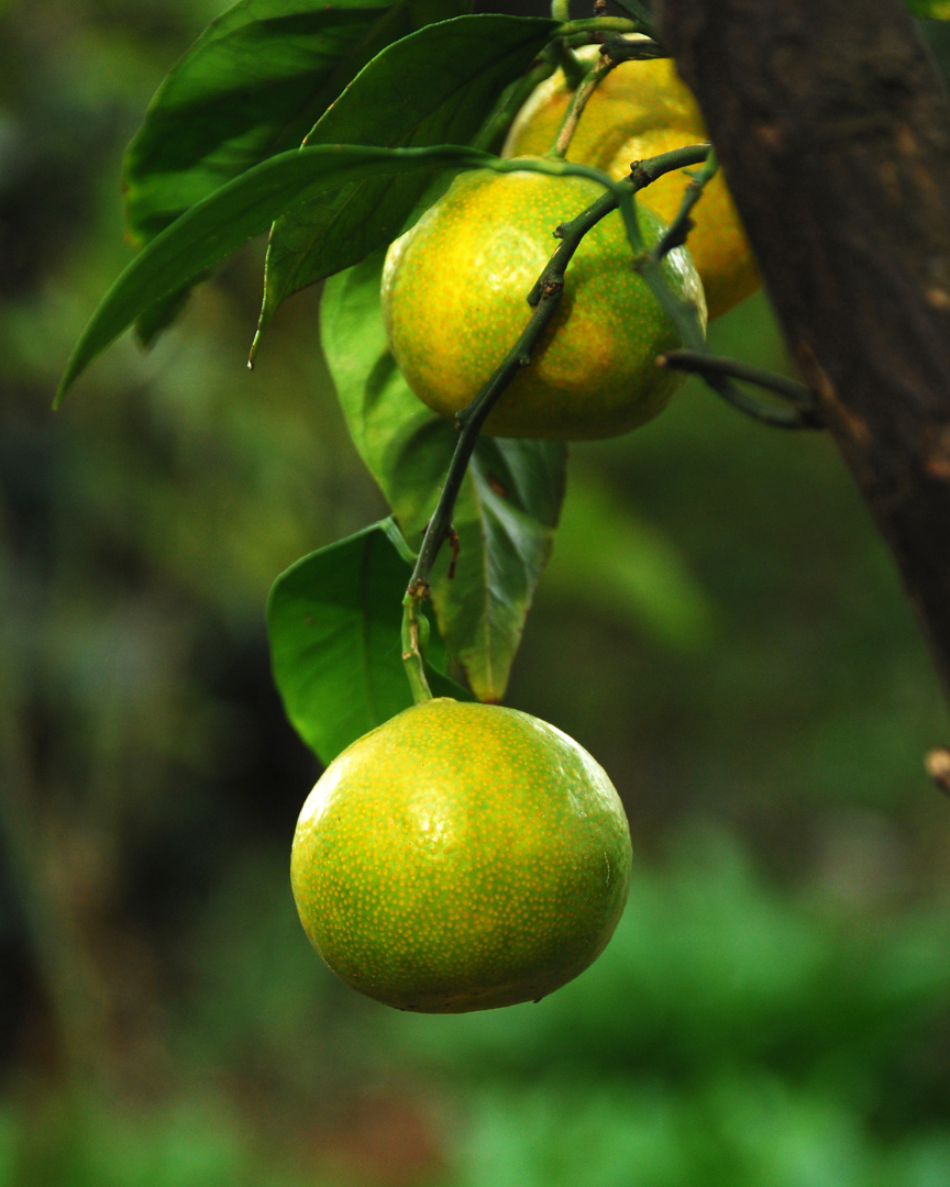 ORANGE Citrus sinensis Essential oil 10 ml.
