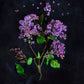 Lillac ABSOLUTE Syringa vulgaris 100 % natural 2 ml.