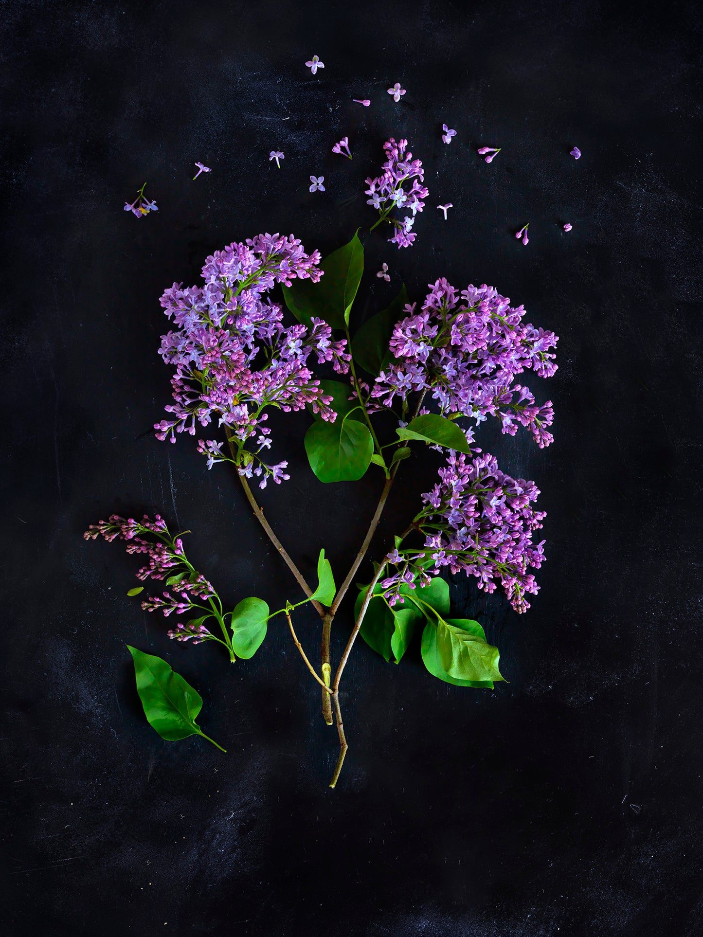Lillac ABSOLUTE Syringa vulgaris 100 % natural 2 ml.