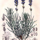 LAVENDEL Lavandula angustifolia 10 ml.