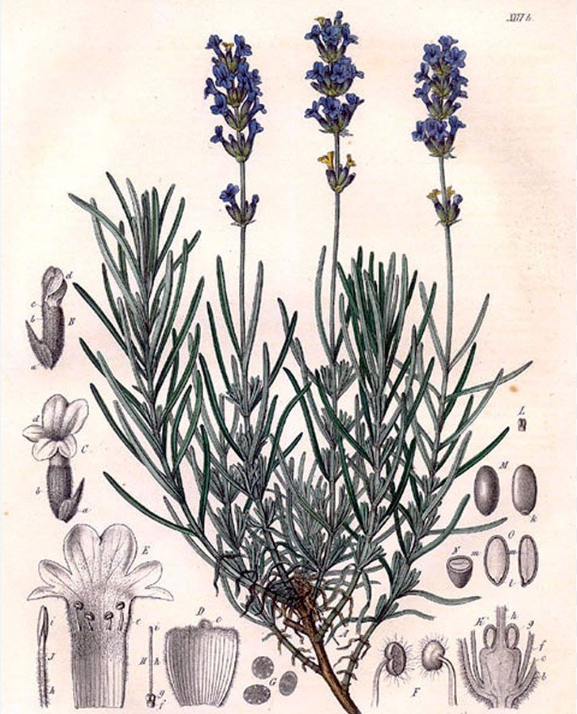 LAVENDEL Lavandula angustifolia 10 ml.