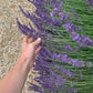 IBIZA grown LAVENDER Organic hydrosol 100 ml.