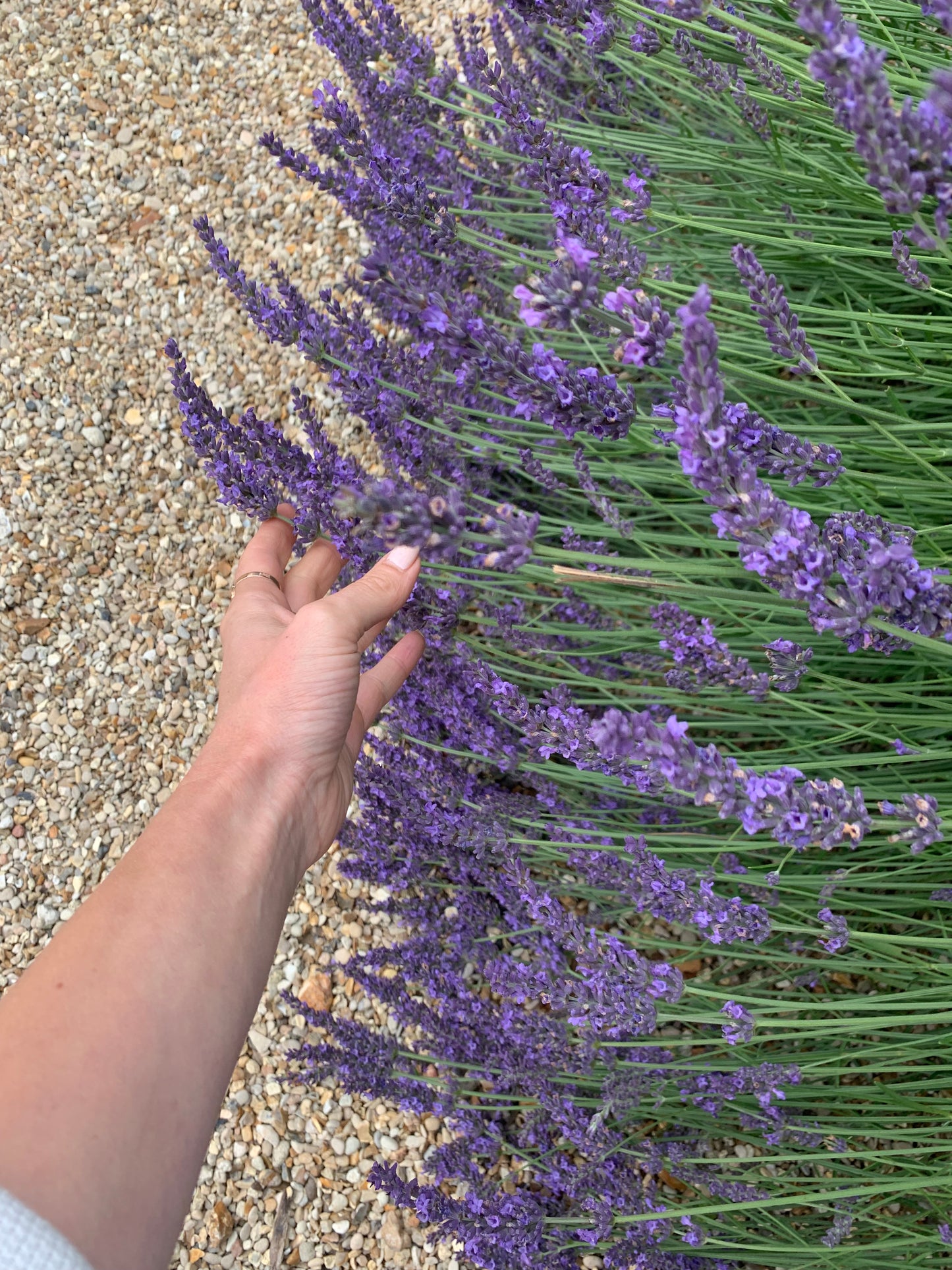 LAVENDEL Lavandula angustifolia 10 ml.