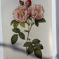 Rose ABSOLUTE Rosa centifolia 3 ml. TURKEY