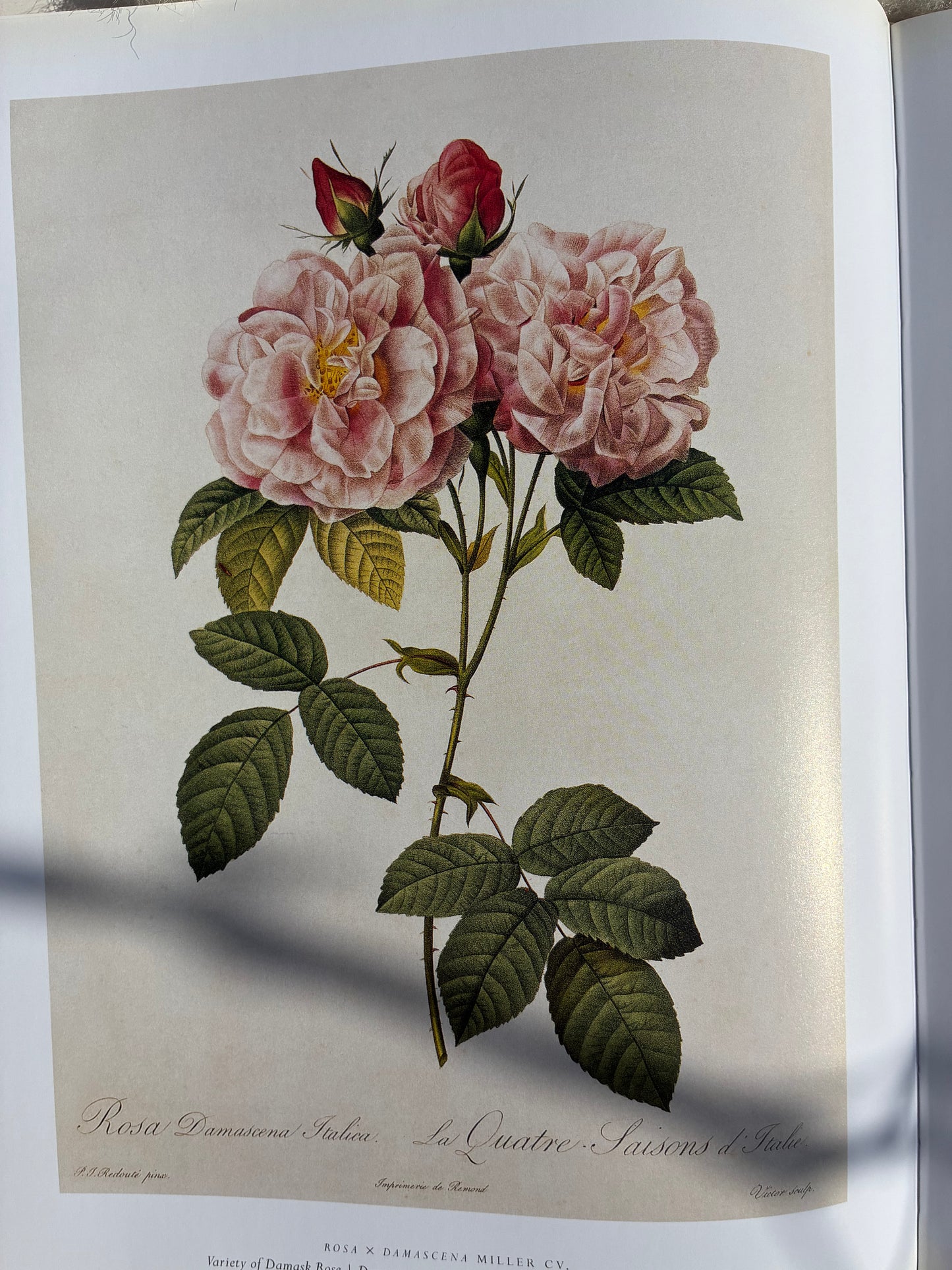 Rose ABSOLUTE Rosa centifolia 3 ml. TURKEY