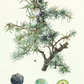 REST Essential oil blend 10 ml.