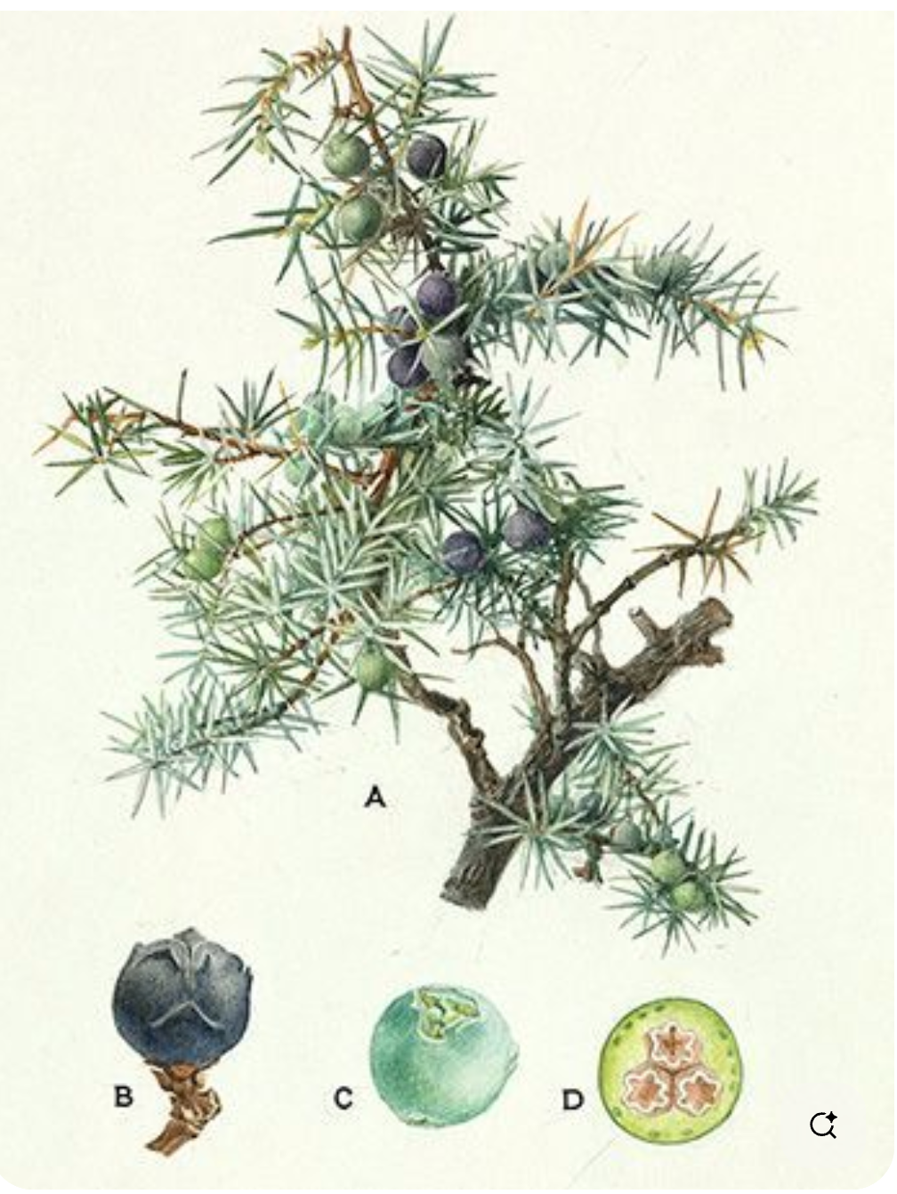 REST Essential oil blend 10 ml.