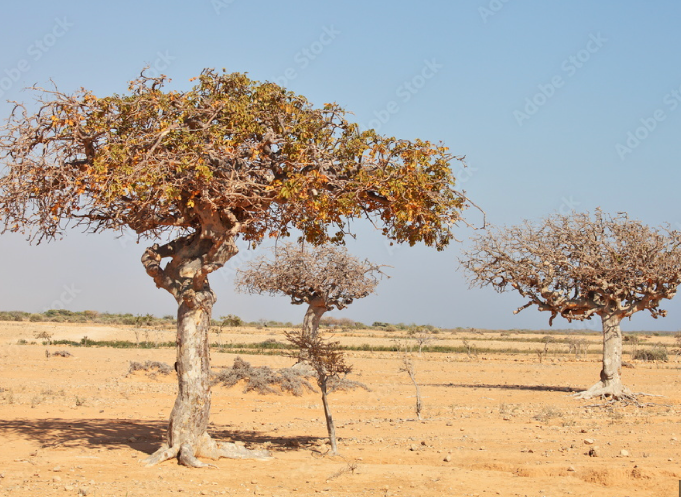 MYRRH Commiphora myrrha 5 ml.