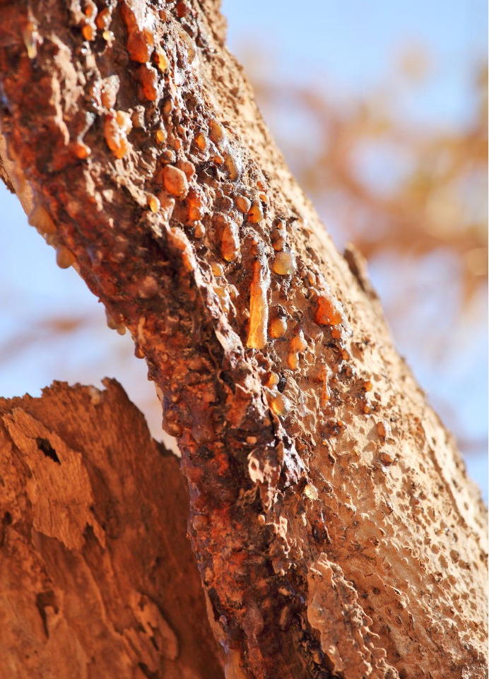 MYRRH Commiphora myrrha 5 ml.