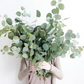 EUCALYPTUS Eucalyptus globulus 10 ml.