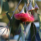 EUCALYPTUS Eucalyptus globulus 10 ml.