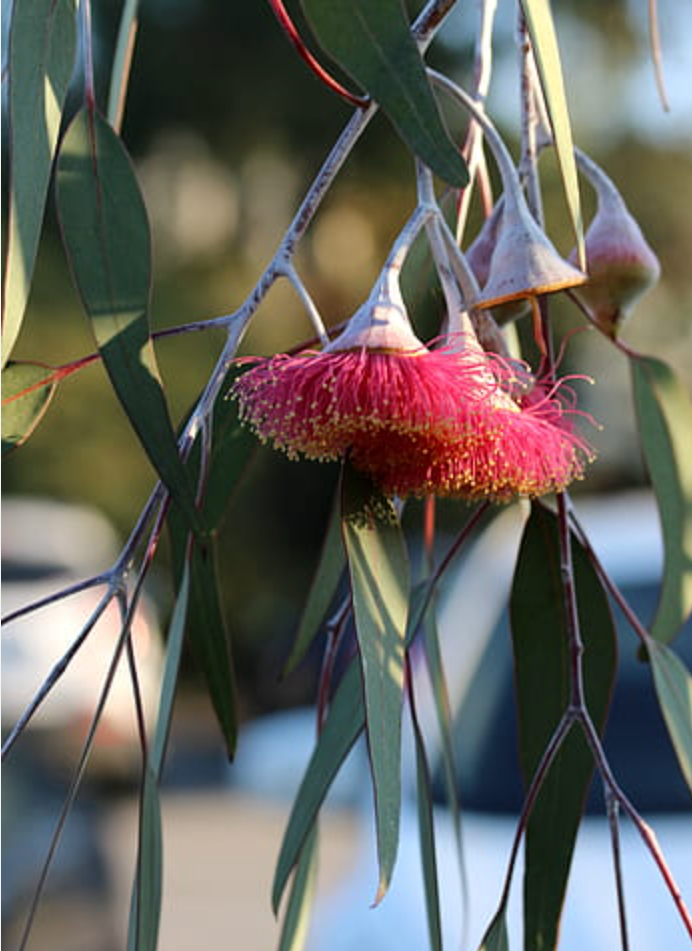 EUCALYPTUS Eucalyptus globulus 10 ml.