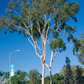 EUCALYPTUS Eucalyptus globulus 10 ml.