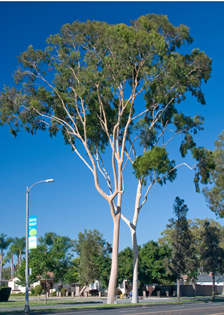 EUCALYPTUS Eucalyptus globulus 10 ml.