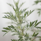 DUGG Artemisia Osmanthus Vetiver Bergamot Eau de parfum 50 ml.