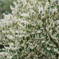DUGG Artemisia Osmanthus Vetiver Bergamot Eau de parfum 50 ml.
