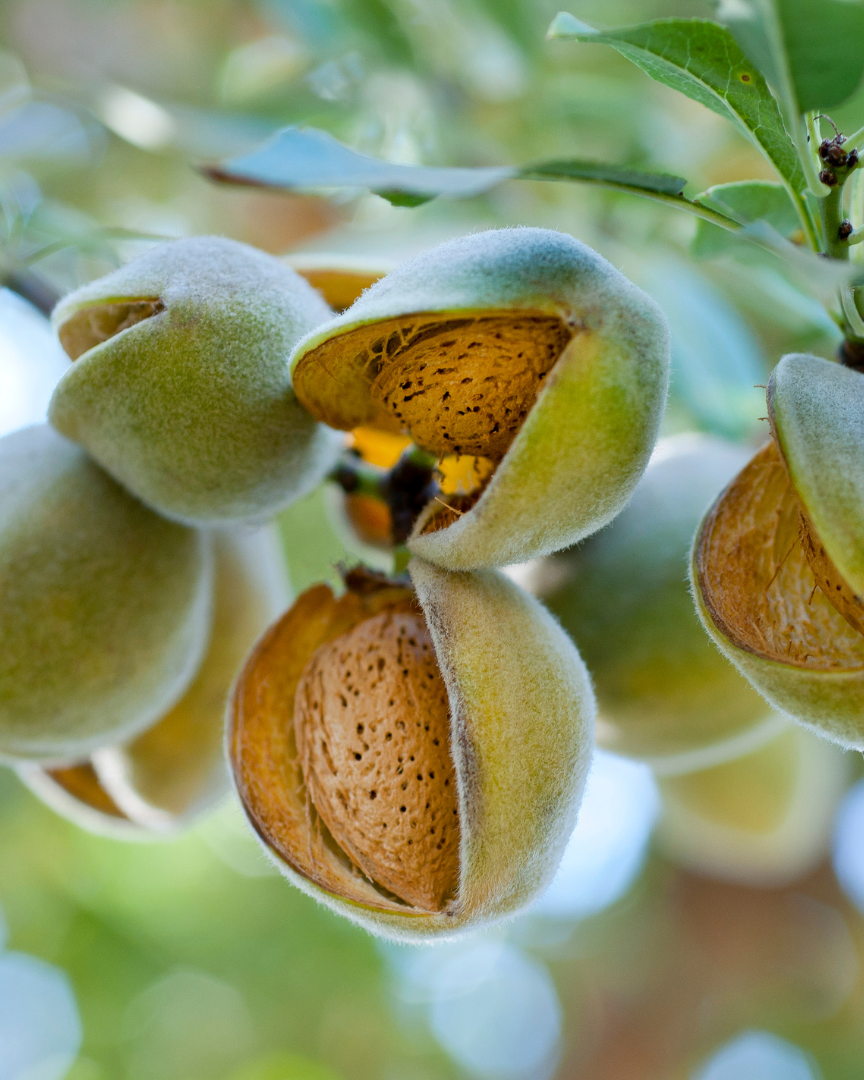 ALMOND / Mandelolje økologisk / Organic Almond Oil 30 ml.