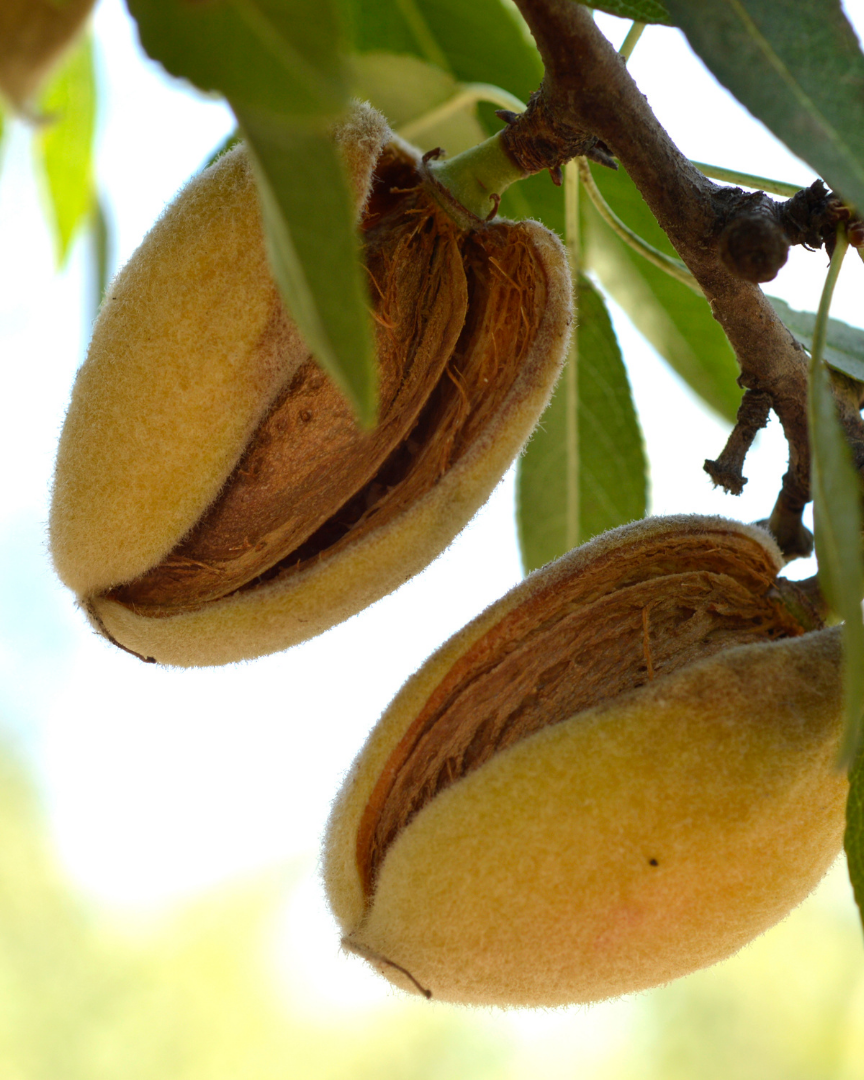 ALMOND / Mandelolje økologisk / Organic Almond Oil 30 ml.