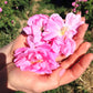 Rose ABSOLUTE / Rosa damascena 2.5 ml.